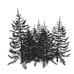 Pine