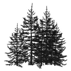 Pine