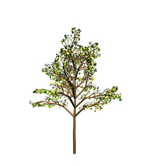 Obraz premium Tree
