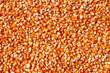 corn seeds background