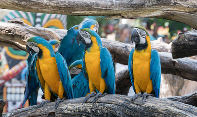Fototapeta na wymiar macaw