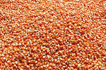 corn seeds background