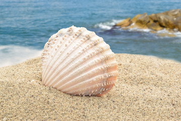 Shell on the sea
