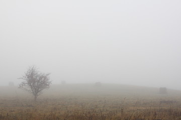 rural landscape in the fog
