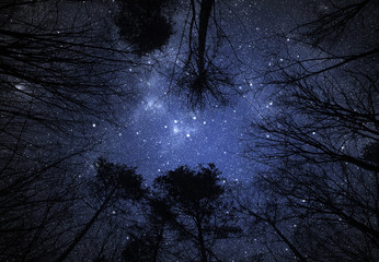 Fototapeta premium Night