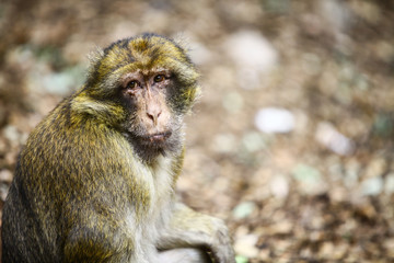 Macaque monkey in Morocco