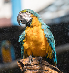 macaw