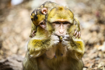 Macaque monkey in Morocco