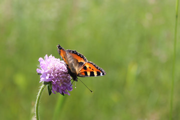 On a flower the butterfly sits korostovychi.
