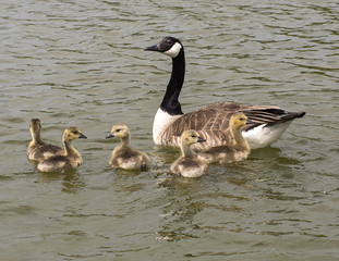 Geese