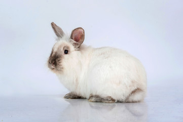 Beautiful siamese dwarf rabbit 