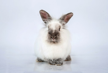 Obraz premium Beautiful siamese dwarf rabbit with big ears