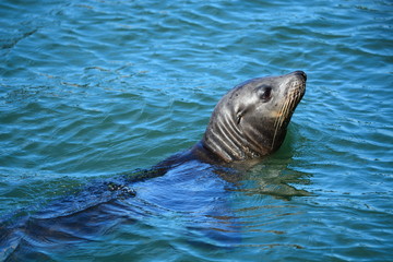 Obraz premium León Marino Nadando