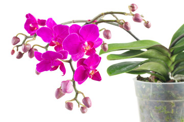 Fototapeta na wymiar Bunch of violet orchids 