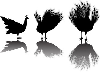 three peacocks silhouettes isolated on white