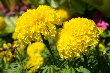 yellow dandelion flower garden