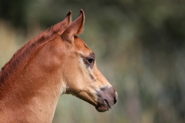 Head shot of an arabian horse on natural background