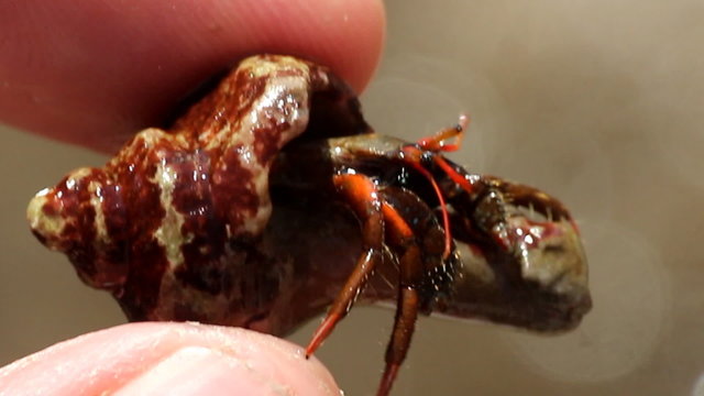 Looks like a hermit crab
