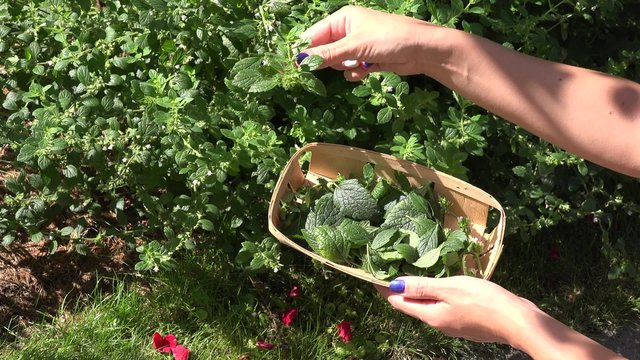 female gardener herbalist hand with blue nails pick balm lemon-balm mint herbal plant leaves in summer garden. Alternative medicine. Static closeup shot. 4K