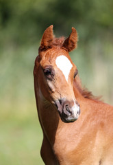 Naklejka na ściany i meble Head shot of an arabian breed few weeks old colt