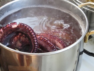 Octopus