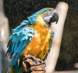 macaw