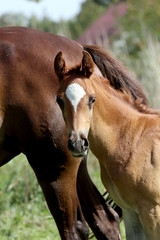 Fototapeta premium Close up of a cute arabian breed foal