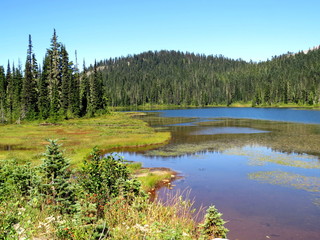 Obraz premium Flowing green curves at Mount Rainier National Park