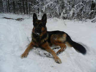 Собака овчарка, лежащая на снегу