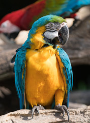 macaw