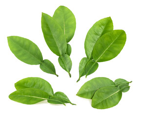 Fototapeta na wymiar Citrus lime leaves isolated on white background