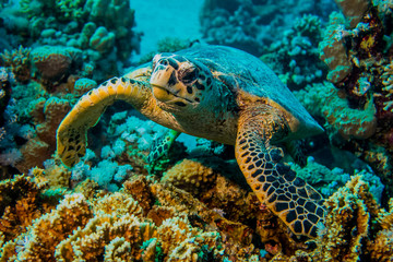 close up of a giant turtle in the sea, red sea