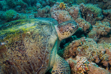 close up of a giant turtle in the sea, red sea