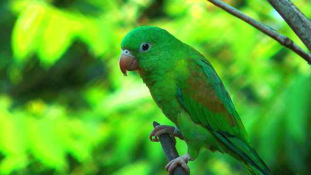 Close up of a costa rica parrot sitting on a branch in a tree
