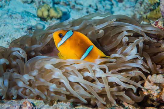 Clownfish or anemonefish  with sea anemones