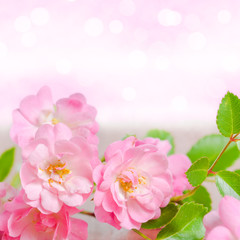 Fototapeta na wymiar beautiful delicate pink rose on wooden background, closeup