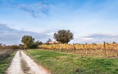Fototapeta premium The beautiful countryside of Lucignano in Tuscany