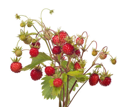 large bunch of wild strawberries on white