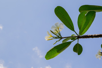 Plumeria