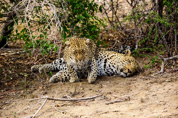 Disinterested male leopard with attentive female
