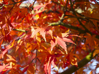 文京区内の紅葉 (護国寺、2015.12.09)