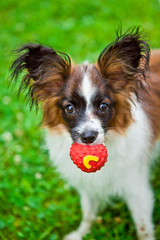 A small dog. eared furry little dog with big ears. Playful in a clearing.