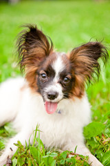 charming dog. Shaggy dog in the sprawling lush grass. He leaned out his pink tongue and spread her hairy ears