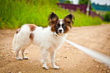 expectation. the dog ran ahead and looks forward to the host when a person would be closer to her.
