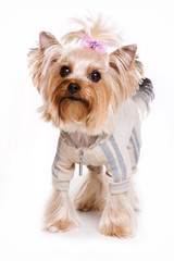 Yorkshire Terrier in the jacket (isolated on white)