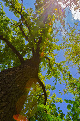 View of the Tree from the bottom up