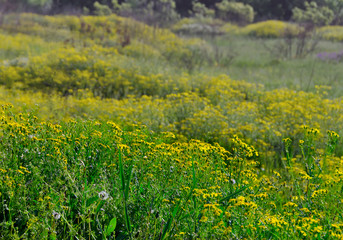 A field of yellow flowers