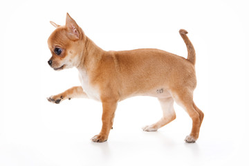 Puppy is chihuhua (isolated on white)