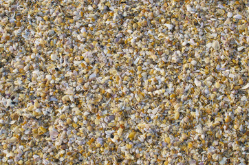texture and background of small sea cockleshells