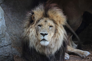 staring lion